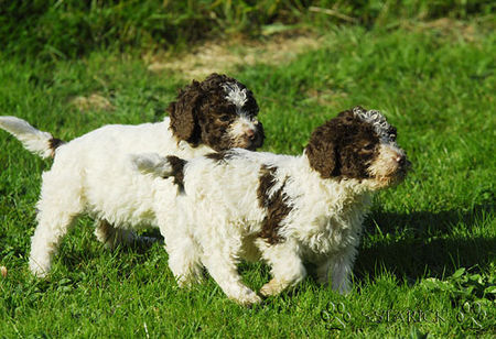 Lagotto Romagnolo Lagotti aus dem Zwinger Comes Cordis