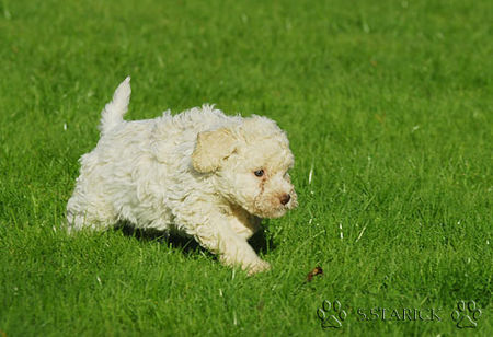 Lagotto Romagnolo Hunde Foto 34770 in höherer Auflösung ansehen Lagotto Romagnolo Lagotti aus dem Zwinger Comes Cordis