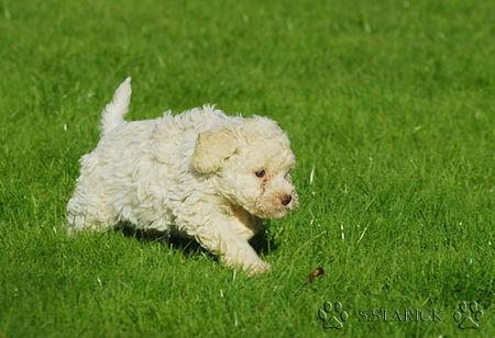 Lagotto Romagnolo Lagotti aus dem Zwinger Comes Cordis