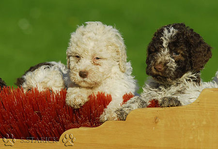 Lagotto Romagnolo Lagotti aus dem Zwinger Comes Cordis