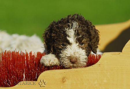 Lagotto Romagnolo Lagotti aus dem Zwinger Comes Cordis