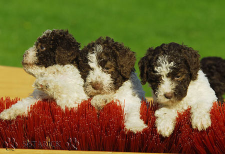 Lagotto Romagnolo Lagotti aus dem Zwinger Comes Cordis