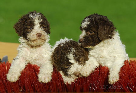 Lagotto Romagnolo Lagotti aus dem Zwinger Comes Cordis