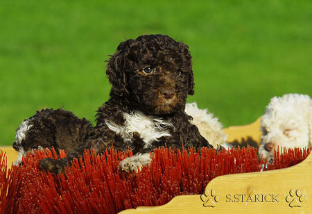 Lagotto Romagnolo Lagotti aus dem Zwinger Comes Cordis