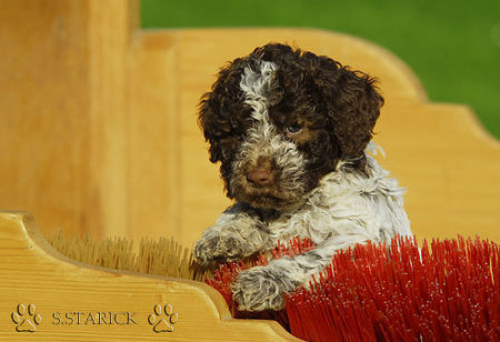 Lagotto Romagnolo Lagotti aus dem Zwinger Comes Cordis