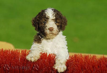 Lagotto Romagnolo Lagotti aus dem Zwinger Comes Cordis