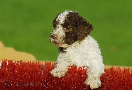 Lagotto Romagnolo Lagotti aus dem Zwinger Comes Cordis