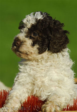 Lagotto Romagnolo Lagotti aus dem Zwinger Comes Cordis