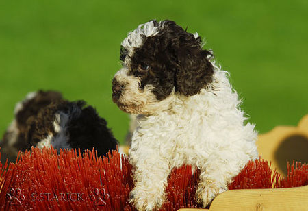 Lagotto Romagnolo Lagotti aus dem Zwinger Comes Cordis