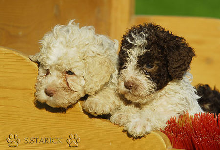 Lagotto Romagnolo Lagotti aus dem Zwinger Comes Cordis