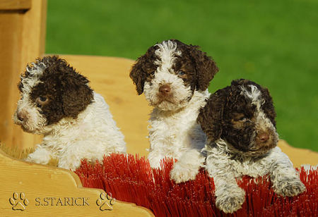 Lagotto Romagnolo Lagotti aus dem Zwinger Comes Cordis