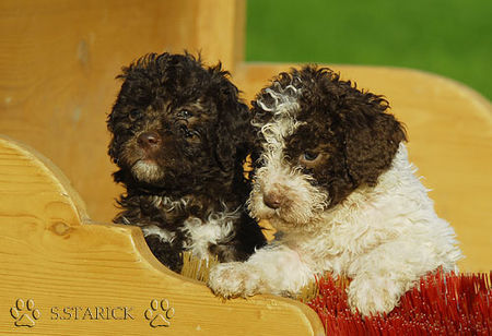 Lagotto Romagnolo Lagotti aus dem Zwinger Comes Cordis