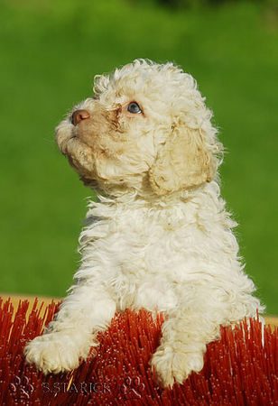 Lagotto Romagnolo Lagotti aus dem Zwinger Comes Cordis