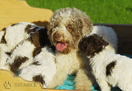 Lagotto Romagnolo Lagotti aus dem Zwinger Comes Cordis