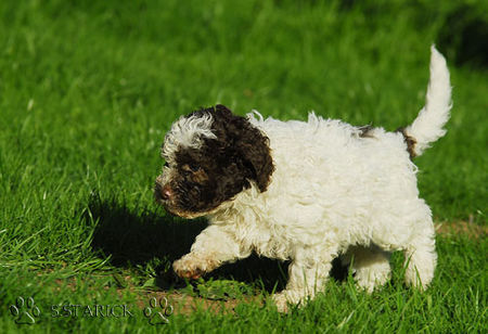 Lagotto Romagnolo Lagotti aus dem Zwinger Comes Cordis