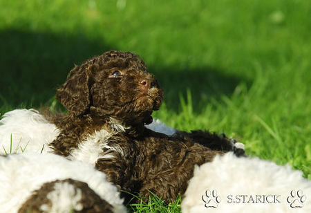 Lagotto Romagnolo Lagotti aus dem Zwinger Comes Cordis