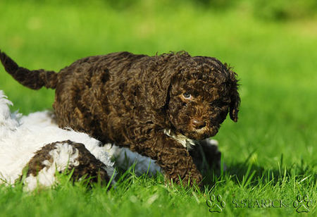 Lagotto Romagnolo Lagotti aus dem Zwinger Comes Cordis