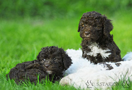 Lagotto Romagnolo Lagotti aus dem Zwinger Comes Cordis