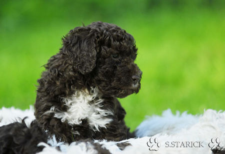 Lagotto Romagnolo Lagotti aus dem Zwinger Comes Cordis