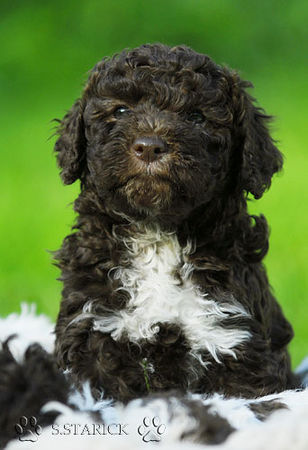 Lagotto Romagnolo Lagotti aus dem Zwinger Comes Cordis