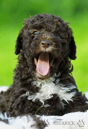 Lagotto Romagnolo Lagotti aus dem Zwinger Comes Cordis