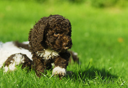 Lagotto Romagnolo Lagotti aus dem Zwinger Comes Cordis