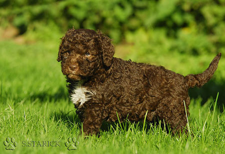 Lagotto Romagnolo Lagotti aus dem Zwinger Comes Cordis