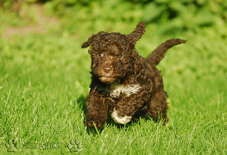 Lagotto Romagnolo Lagotti aus dem Zwinger Comes Cordis