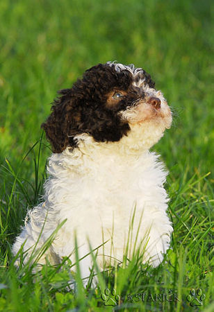 Lagotto Romagnolo Hunde Foto 34797 in höherer Auflösung ansehen Lagotto Romagnolo Lagotti aus dem Zwinger Comes Cordis