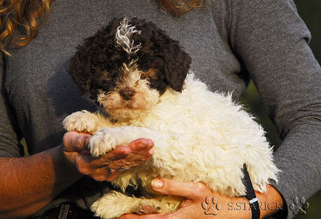 Lagotto Romagnolo Hunde Foto 34798 in höherer Auflösung ansehen Lagotto Romagnolo Lagotti aus dem Zwinger Comes Cordis