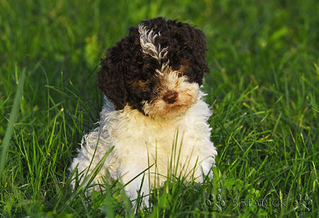 Lagotto Romagnolo Hunde Foto 34799 in höherer Auflösung ansehen Lagotto Romagnolo Lagotti aus dem Zwinger Comes Cordis