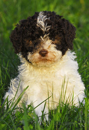 Lagotto Romagnolo Hunde Foto 34800 in höherer Auflösung ansehen Lagotto Romagnolo Lagotti aus dem Zwinger Comes Cordis