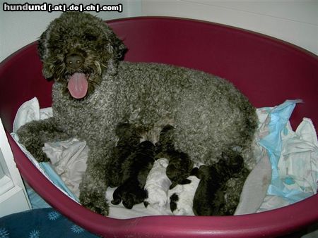 Lagotto Romagnolo Hunde Foto 19527 in höherer Auflösung ansehen Lagotto Romagnolo Alisha amici per sempre mit ihren Welpen
