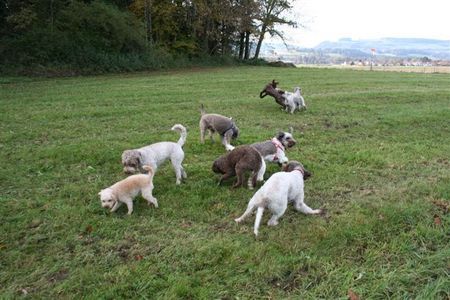 Lagotto Romagnolo viele Lagotti