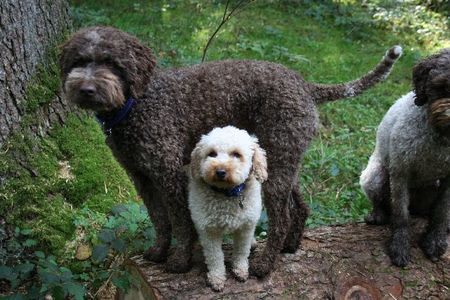 Lagotto Romagnolo Lara Zwergpudel und Eny