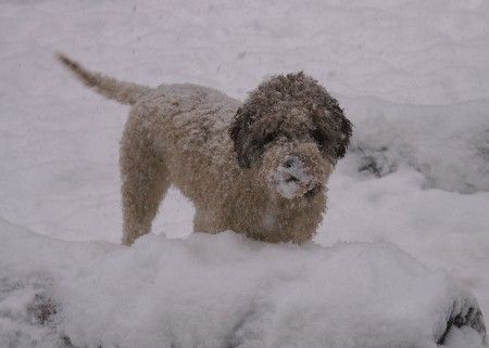 Lagotto Romagnolo Hunde Foto 30847 Lagotto Romagnolo Romea Emilia of Golden Comfort