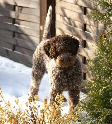Lagotto Romagnolo Hunde Foto 28592 in höherer Auflösung ansehen Lagotto Romagnolo Priscilla Klea of Golden Comfort