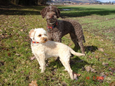 Lagotto Romagnolo Hunde Foto 30102 in höherer Auflösung ansehen Lagotto Romagnolo Eny amici per sempre GeburtstagsSparziergang mit Lara