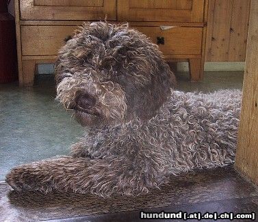 Lagotto Romagnolo Hunde Foto 8396 Lagotto Romagnolo Unsere wünderschöne Nachzucht Hündin ***Klea Emilia of Golden Comfort*** Schweiz