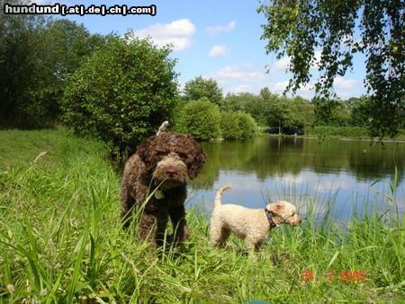 Lagotto Romagnolo Hunde Foto 24404 in höherer Auflösung ansehen Lagotto Romagnolo spielen