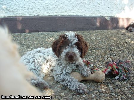 Lagotto Romagnolo Hunde Foto 24095 in höherer Auflösung ansehen Lagotto Romagnolo Bastiano mit 8 Wochen