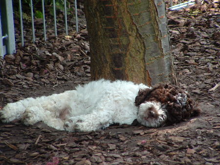 Lagotto Romagnolo Hunde Foto 33005 in höherer Auflösung ansehen Lagotto Romagnolo Contessa Cleo v.d.Schnüffelnase