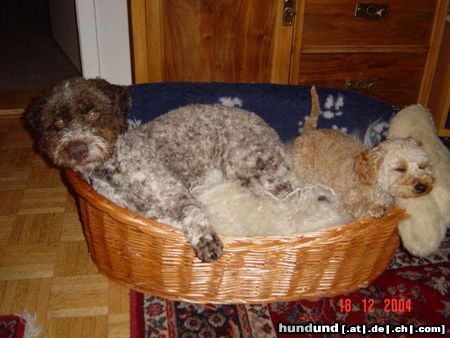 Lagotto Romagnolo Hunde Foto 19319 in höherer Auflösung ansehen Lagotto Romagnolo Stella mit