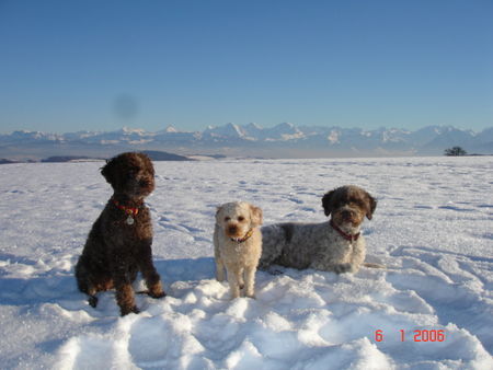 Lagotto Romagnolo Hunde Foto 28126 in höherer Auflösung ansehen Lagotto Romagnolo Stella,Lara,Eny amici per sempre