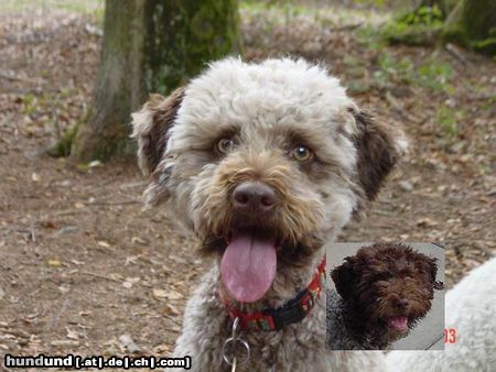 Lagotto Romagnolo Hunde Foto 24408 in höherer Auflösung ansehen Lagotto Romagnolo Mora