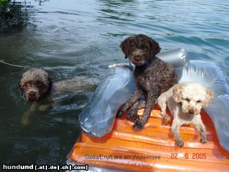 Lagotto Romagnolo Hunde Foto 22494 in höherer Auflösung ansehen Lagotto Romagnolo