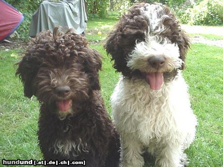 Lagotto Romagnolo Hunde Foto 4666 Lagotto Romagnolo Aica und Aloha