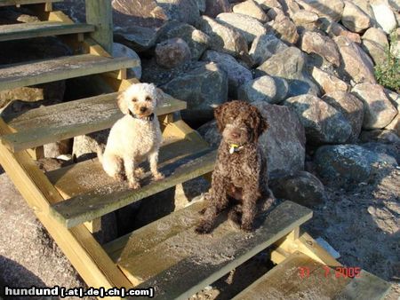 Lagotto Romagnolo Hunde Foto 24915 in höherer Auflösung ansehen Lagotto Romagnolo Eny amici per sempre mit Zwergpudel Lara