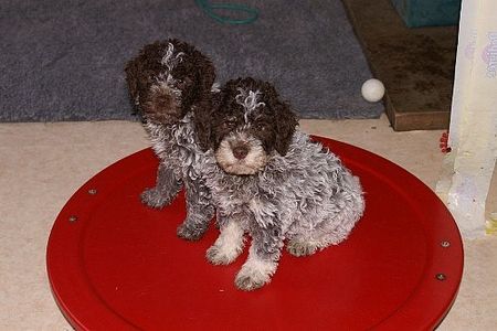 Lagotto Romagnolo Hunde Foto 28591 in höherer Auflösung ansehen Lagotto Romagnolo Vanunjo Kleo und Vittorio Kleo of Golden Comfort 10 Wochen.