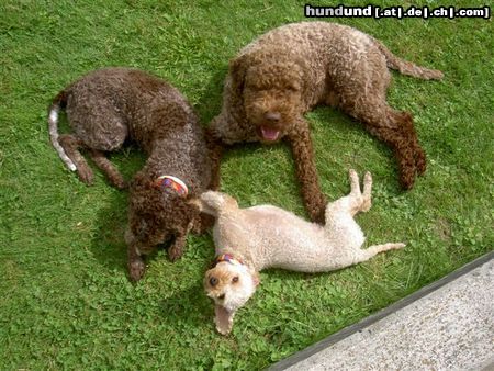 Lagotto Romagnolo Hunde Foto 24403 in höherer Auflösung ansehen Lagotto Romagnolo spielen